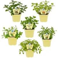 Exotenherz Gewürzkraut Minze Set 6 Pflanzen Ananas Banane Erdbeere Schoko HUGO Grapefruit