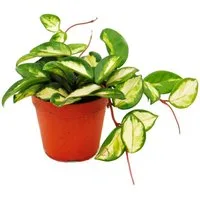 Exotenherz Zimmerpflanze Zimmerpflanze Hoya carnosa tricolor Porzellanblume Wachsblume 12cm