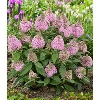 BALDUR Garten Zierstrauch Zwerg-Schmetterlingsflieder 'Little Rockstars®' pink, 1 St., Sommerflieder, lange Blütezeit, winterhart, mehrjährig
