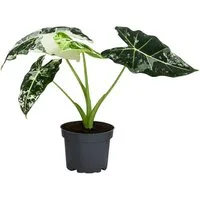 Dehner Zimmerpflanze Pfeilblatt, Alocasia micholitziana Frydek, ca. 15 cm, Ø Topf 12 cm, Pflanzen-Rarität mit außergewöhnlicher Blattzeichnung