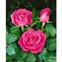 Pflanzen für Dich Rose Rosa Ballerina