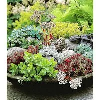 BALDUR Garten Bodendecker Winterharte Sedum-Mischung, 6 St., Steingartenpflanze, immergrün, winterhart, pflegeleicht