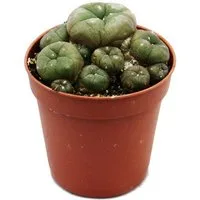 Exotenherz Kaktus Lophophora williamsii Peyote Peyotl Kaktus blühfähig, 5,5cm Topf