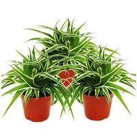 Exotenherz Zimmerpflanze Chlorophytum 12cm, 3er Set, Grünlilie