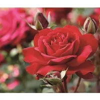 Dehner Rose Edelrose Störtebeker®, 15-30 cm, gefüllt/duftend, rote Blüten, gefüllt und duftend, Züchter Tantau