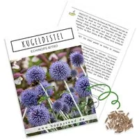 HappySeed Blumensamen Kugeldistel Samen - Echinops ritro, Blumen