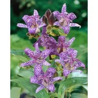 Pflanzen für Dich Staude Tricyrtis hirta, 1 St., Japanische Krötenlilie, Krötenlilie