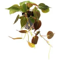 Exotenherz Zimmerpflanze Philodendron micans - Dunkler Kletternder Baumfreund - 12cm Topf