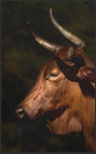 Fussmatte 7349 | Größe: 60 cm x 90 cm