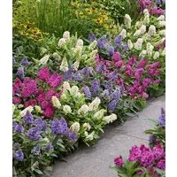 BALDUR Garten Zierstrauch 3er-Mix Zwerg-Schmetterlingsflieder 'Little Rockstars®', 3 St., Sommerflieder, lange Blütezeit, winterhart, mehrjährig