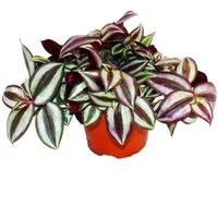 Exotenherz Zimmerpflanze Dreimasterblume Tradescantia zebrina pflegeleichte 12cm Topf
