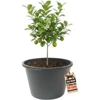 BigDean Mörtelkübel Blumenkübel XXL 90 Liter 43cm hoch 63cm Durchmesser Made in Europe, (Stück, 1-tlg., Pflanzkübel), Frostsicher, formstabil und wasserdicht