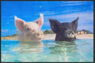 Fussmatte Schweine Bahamas 4530 | Größe: 60 cm x 45 cm