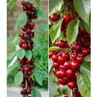 BALDUR Garten Obstpflanze Säulen-Kirschen 'Sylvia® & Helena®', 2 St., Selbstbefruchtend, winterhart, mehrjährig, essbar