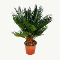 Exotenherz Zimmerpflanze Cycas revoluta - Japanischer Palmfarn mit Knolle - 12cm Topf
