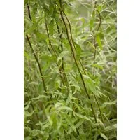 Pflanzen für Dich Gehölze Salix matsudana Tortuosa, 1 St., Korkenzieherweide, Drachenweide