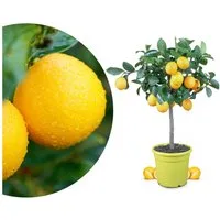 Meine Orangerie Zitronenbaum Meyer - Citrus Limon 'meyeri', echte Meyer Zitrone, professionell veredelter und fruchtreifer Zitrusbaum
