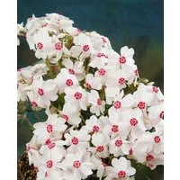 Pflanzen für Dich Bodendecker Phlox subulata Amazing Grace, 1 St., Polster-Phlox, Teppich-Phlox, Moos-Phlox, weißblühend, teppichbildend