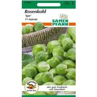 SAMEN PFANN Gemüsesamen Rosenkohl, Igor F1 - Saatgut Samen, Brassica oleracea