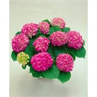 Pflanzen für Dich Gehölze Hydrangea macrophylla Red Baron, 1 St., Bauernhortensie, Gartenhortensie