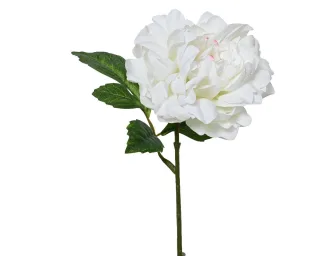 Weiß
