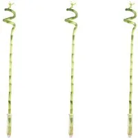 Flowerbox Zimmerpflanze 3er-Set Glücksbambus spiralförmig - Dracaena Sanderiana, - Höhe ca. 50 cm, Topf-Ø 5 cm