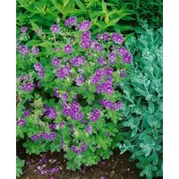 Pflanzen für Dich Staude Geranium ibericum, 1 St., Kaukasus-Storchschnabel
