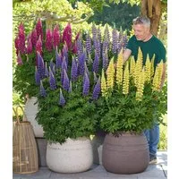 BALDUR Garten Staude Lupinen 'Lupinova®' Fantastic Colour Mix, 3 St., Mischung, winterhart, mehrjährig, pflegeleicht, kübelgeeignet