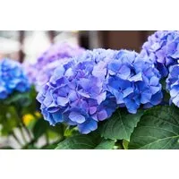 Pflanzen für Dich Gehölze Hydrangea macrophylla Early Blue, 1 St., Bauernhortensie, Gartenhortensie