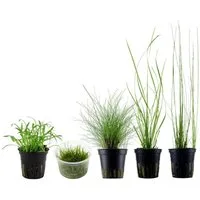 Aquaone Wasserpflanze Gräser Set mit 5 Gras Pflanzen Aquariumpflanzen Set Nr.129