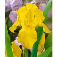 Pflanzen für Dich Staude Iris barb. Granada Gold, 1 St., Bart-Iris, Schwertlilie