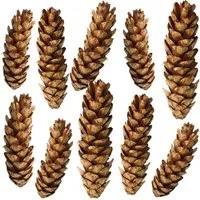 matches21 HOME & HOBBY Bastelnaturmaterial Große Tannen-Zapfen Streudeko weiß 10er Set in 10 - 15 cm, (10-tlg), Weihnachten Deko-Zapfen zum Basteln und Weihnachtsbaum-Schmuck