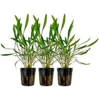 Aquaone Wasserpflanze Aquarium 3 Stück Pflanze Cryptocoryne pink panther Topf Nr.309P