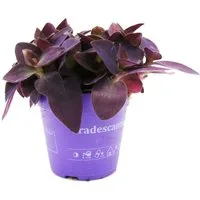 Exotenherz Zimmerpflanze Dreimasterblume Tradescantia pallida Rotblatt 12cm Topf lila