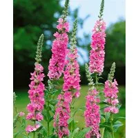 Pflanzen für Dich Staude Lythrum salicaria Blush, 1 St., Blutweiderich, Gewöhnlicher Blutweiderich