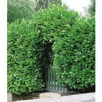 BALDUR Garten Hecken Kirschlorbeer-Hecke, 1 St., Lorbeer-kirsche, immergrün, winterhart, blickdicht