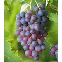 BALDUR Garten Obstpflanze Kernlose Tafel-Traube 'Venus®', 1 St., Selbstbefruchtend, winterhart, mehrjährig, pflegeleicht