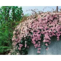 Pflanzen für Dich Kletterpflanze Clematis montana Pink Perfection, 1 St., Berg-Waldrebe, Anemonen-Waldrebe, rosa Blüten, schnellwachsend