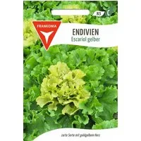 FRANKONIA Gemüsesamen Endivie, Escariol gelber - Saatgut Samen, Cichorium endivia