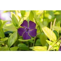 Pflanzen für Dich Bodendecker Vinca minor Verino, 1 St., Kleines Immergrün, Zwergmispel, immergrün, bodendecker