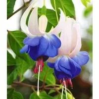 BALDUR Garten Staude Winterharte Fuchsie 'Blue Sarah', 6 St., Freilandfuchsien, winterhart, reichblühend, schattenverträglich