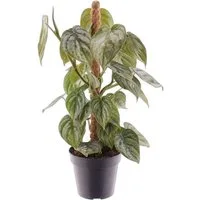 meinvipshop Zimmerpflanze Philodendron brandtianum 40cm Zimmerpflanze