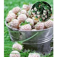 BALDUR Garten Obstpflanze Weiße Ananas-Erdbeere 'Natural White', 4 St., Selbstbefruchtend, winterhart, mehrjährig, pflegeleicht