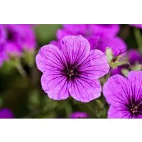 Pflanzen für Dich Staude Geranium sanguineum, 1 St., Blut-Storchschnabel, Blutroter Storchschnabel