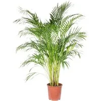 Flowerbox Zimmerpflanze Goldfruchtpalme - Areca Dypsis Lutescens, - Höhe ca. 120 cm, Topf-Ø 24 cm