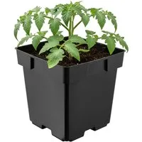 Garronda Blumentopf Kunststoff eckig mit Drainagelöchern Blumentopf für Garten GD-0199 (1 St)
