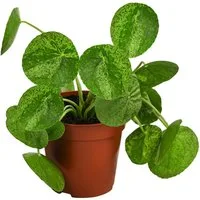 Dehner Zimmerpflanze Glückstaler, Pilea peperomioides Mojito, 15 cm, Ø Topf 13 cm, Pflanzen-Rarität mit panaschierten Blättern