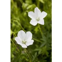 Pflanzen für Dich Staude Geranium sanguineum Album, 1 St., Blut-Storchschnabel, Storchschnabel