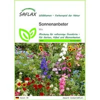 SAFLAX Blumensamen SAFLAX - Samen - Sonnenanbeter
