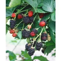 Pflanzen für Dich Obstpflanze Rubus frut. Triple Crown, 1 St., Brombeere, Gartenbrombeere, dornenlos, ertragreich